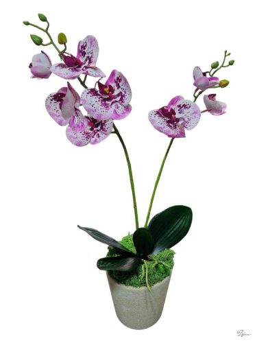 Cserepes gumi orchidea (fehér pink)