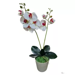  Bloomi.hu