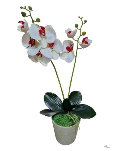 Cserepes gumi orchidea (fehér piros)