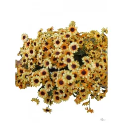 Bloomi.hu