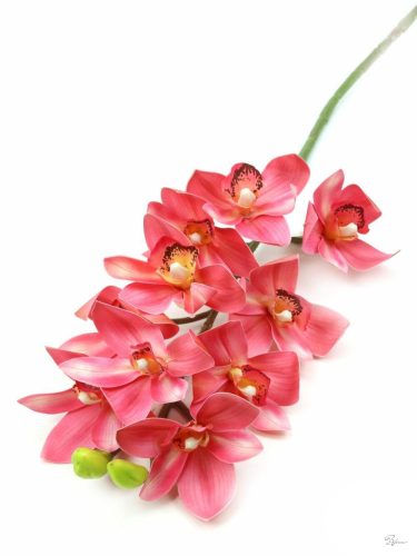 10 FEJES CYMBIDIUM ÁG - RÓZSASZÍN