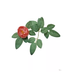  Bloomi.hu
