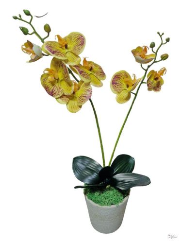 Cserepes gumi orchidea (sárga)