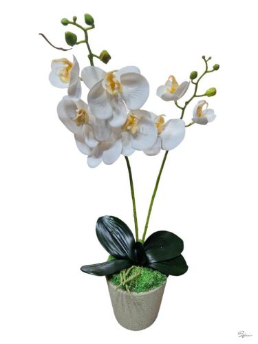 Cserepes gumi orchidea (fehér sárga)