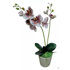  Bloomi.hu