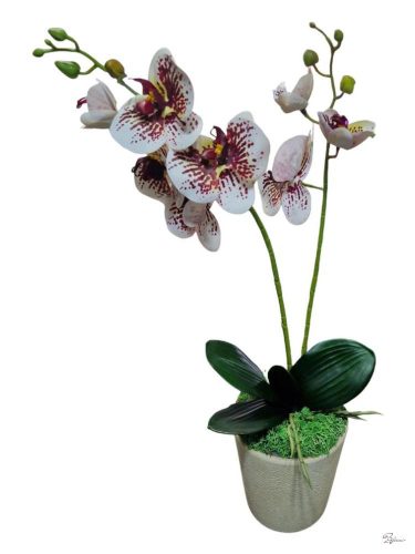 Cserepes gumi orchidea (fehér foltos)