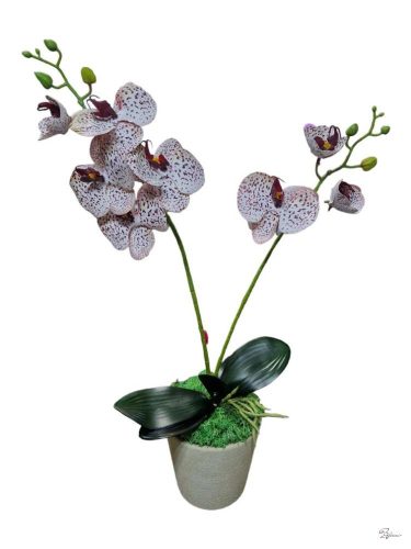 Cserepes gumi orchidea (fehér pöttyös)