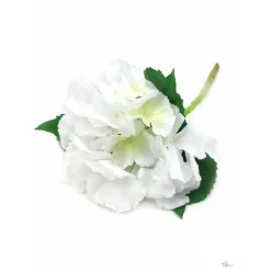  Bloomi.hu