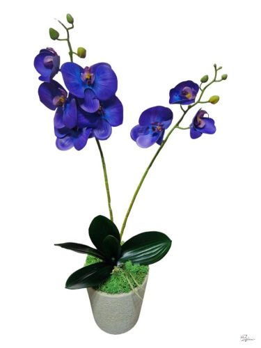 Cserepes gumi orchidea (lila)