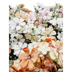  Bloomi.hu