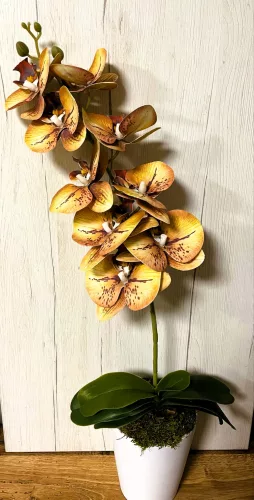  Bloomi.hu