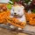  Bloomi.hu