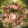  Bloomi