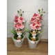  Bloomi.hu