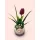 Pedagógus napi ajándék- Tulipánnal