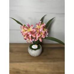  Bloomi.hu