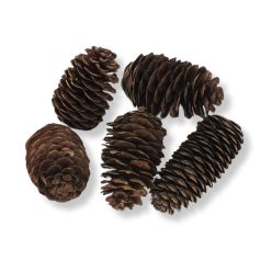 Kínai hosszúkás toboz 5db/csomag