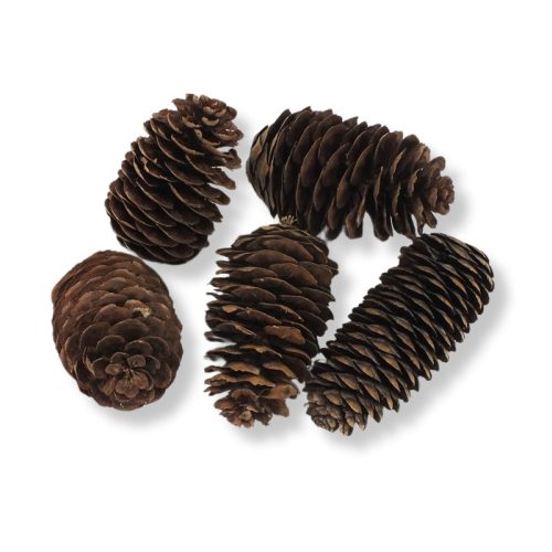 Kínai hosszúkás toboz 5db/csomag