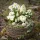  Bloomi.hu