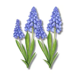  Bloomi.hu