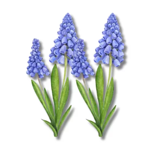  Bloomi.hu