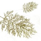 Arany csillámos thuja ág 10db/csomag