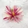  Bloomi.hu
