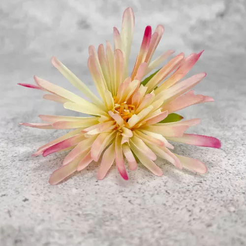  Bloomi.hu