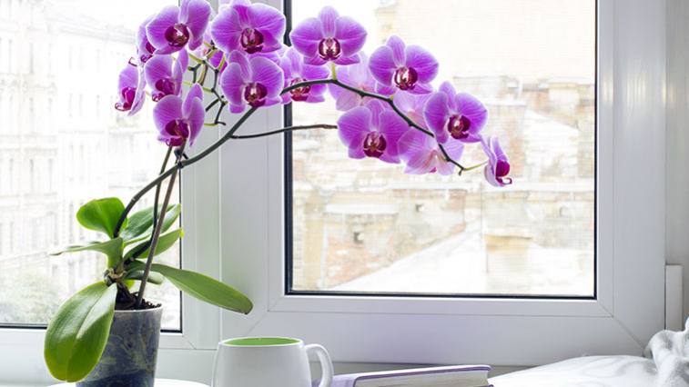 5 tuti tipp orchidea gondozásához
