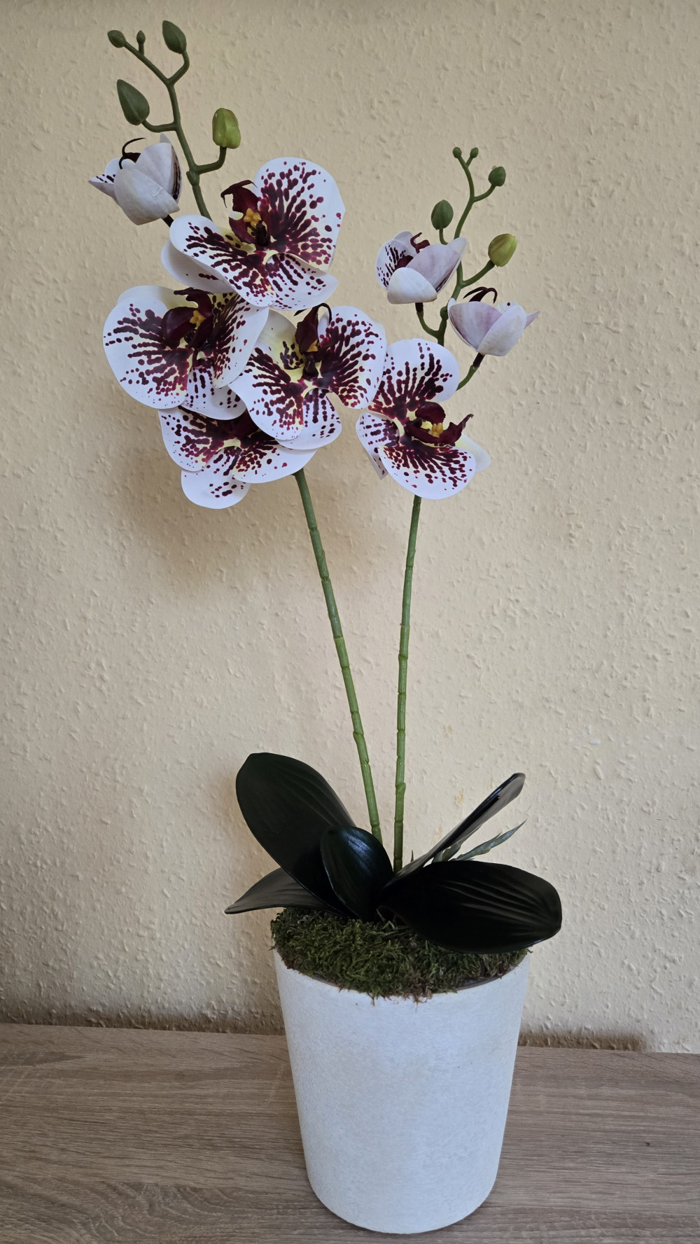 Cserepes gumi orchidea (fehér foltos)
